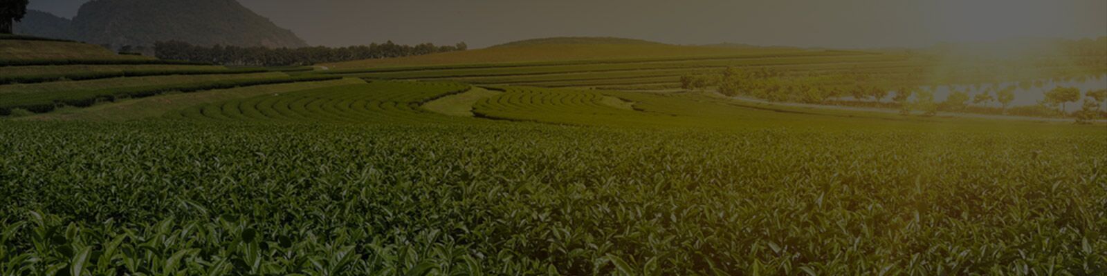 Website-Banner