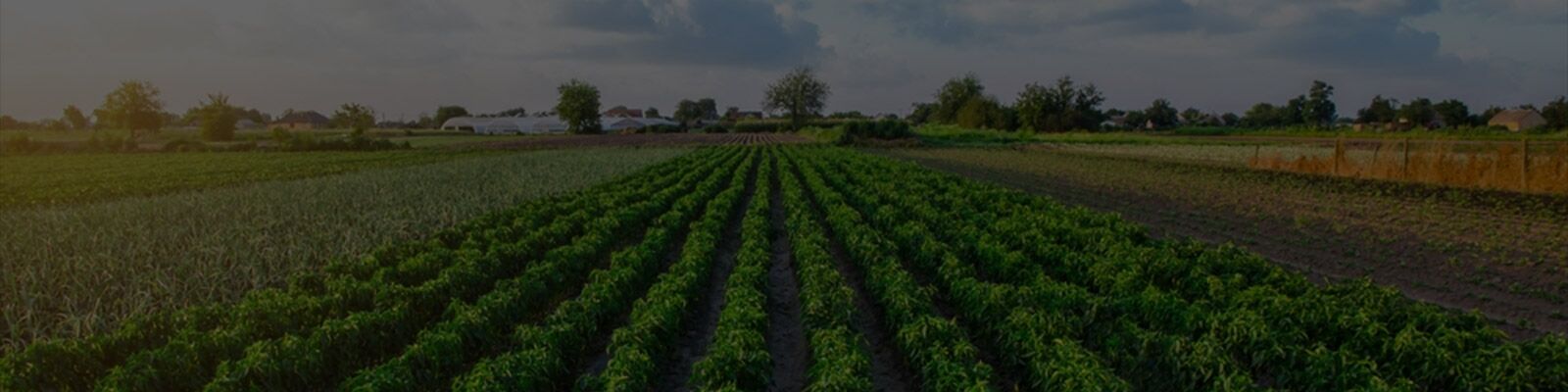 MagicGro Pochonia Chlamydosporia - Resilience Against Nematodes