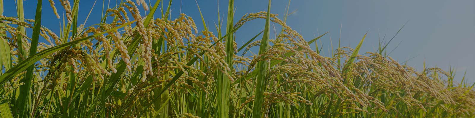 Close-Up of Ripening Rice Plants in a Field Under Clear Blue Sky Highlighting Benefits of Biofertilizer for Rice Crop