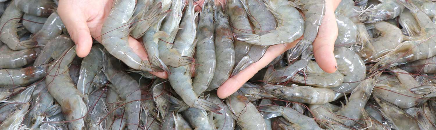 A Scientific Approach to Improve Shrimp Molting 1 Hand Holding Fresh Shrimp Highlighting Shrimp Molting Process