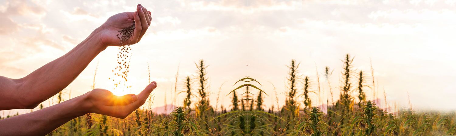 A Step-by-Step Guide on Trichoderma’s Use for Seed Treatment 1 Hands Sowing Seeds in a Field During Sunset Highlighting the Importance of Seed Treatment for Healthy Crops