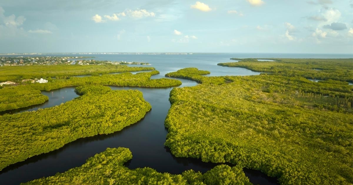 Wetlands: Nature’s Lifeline We Must Protect! 1 An aerial view of lush green wetlands showcasing their role in water purification and biodiversity preservation