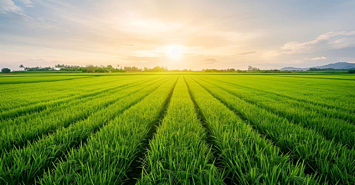 Greener Paddy Fields: Sustainable Rice Cultivation to Reduce Methane Emissions 1 Lush green rice field at sunrise, showcasing sustainable rice cultivation practices.