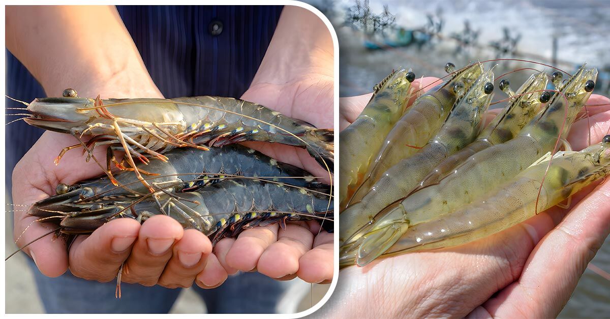 Black Tiger Shrimp vs. Vannamei Shrimp: Navigating the Depths of Shrimp Aquaculture 1 Hands holding Black Tiger Shrimp and Vannamei Shrimp, comparing aquaculture species.