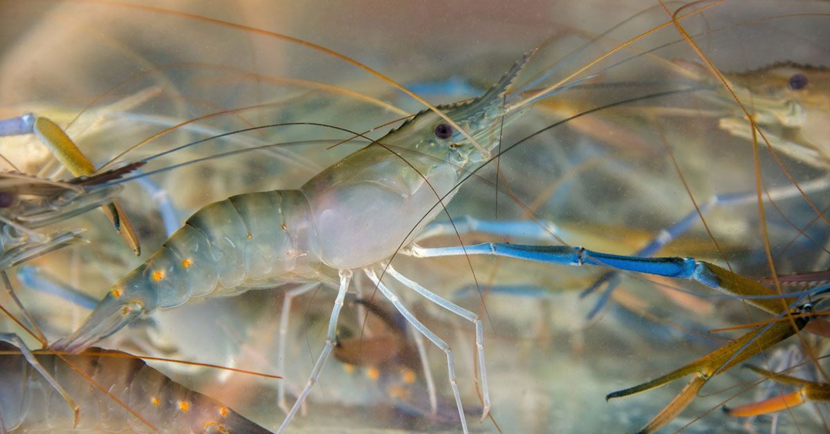 Macrobrachium Rosenbergii - Classification and Culture Tips 1 Close-up of Macrobrachium Rosenbergii shrimp in water, showcasing freshwater prawn aquaculture.