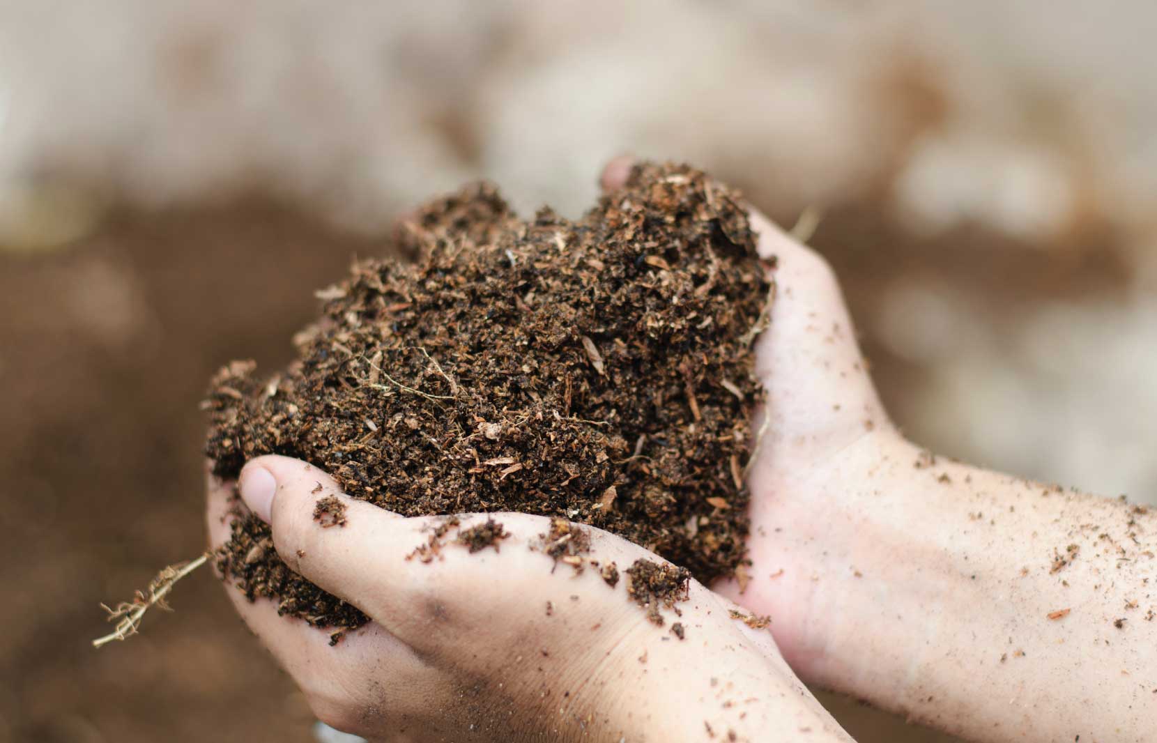 Microbes: Every Farmer’s Not So Secret Superstar 1 A close-up shot of a person's cupped hands holding a large mound of dark, nutrient-rich soil, symbolizing healthy and sustainable farming practices.