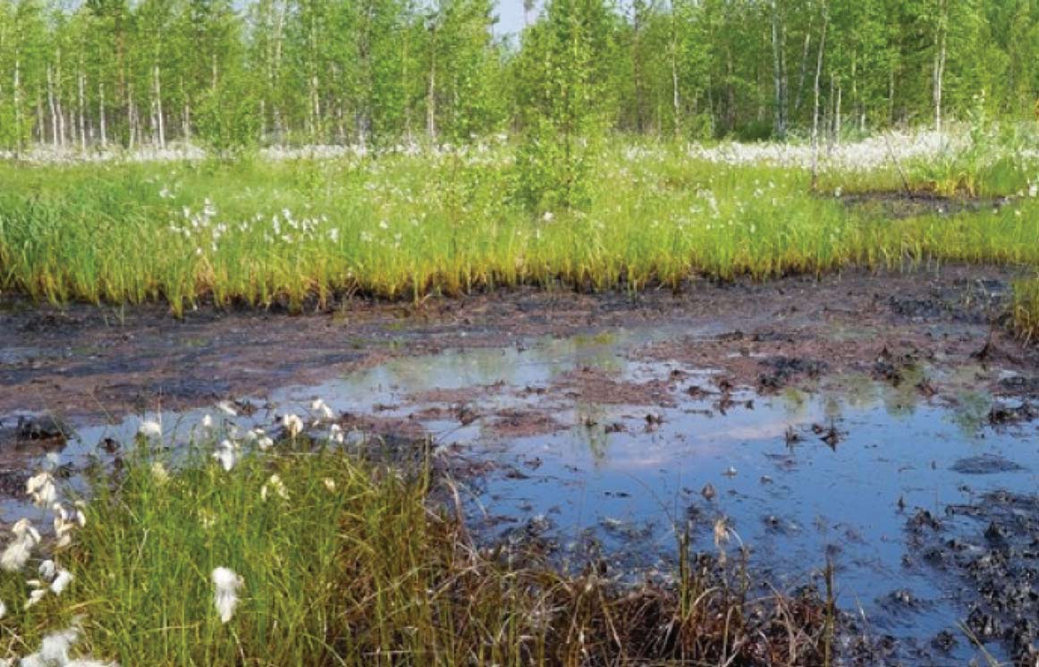 Treating Oil Spills Naturally 1 A wetland area with dark, oily water and contaminated mud, surrounded by green grass and trees, depicting an oil spill in a natural setting.