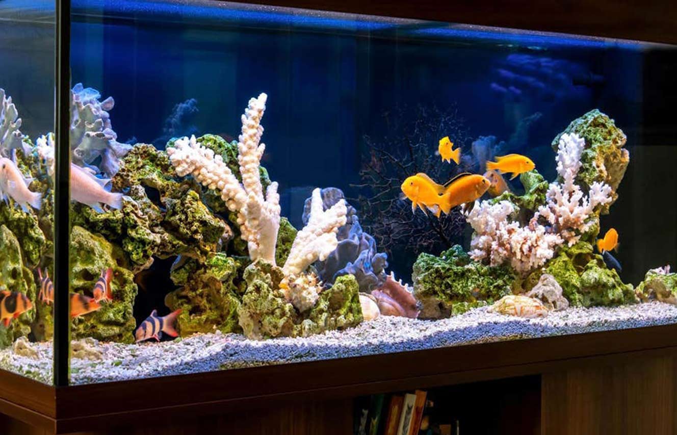 How Do I Clean My Fish Tank Naturally? 1 Vibrant fish tank with colorful fish, corals, and rocks, showcasing a clean and natural aquarium setup.