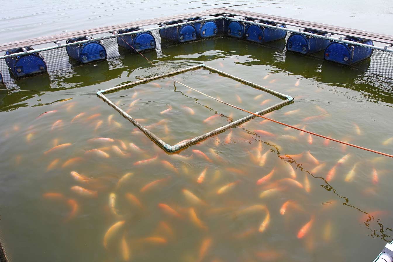 The Role Of Aquaculture In Transforming Nepal 1 A large school of fish swimming within a floating cage aquaculture system. This method allows for high-density farming, boosting food production in Nepal.