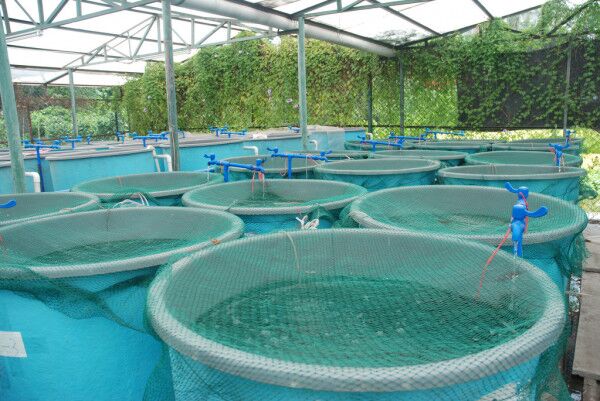Role of Beneficial Bacteria Beyond Probiotics in Aquaculture 1 Role of Beneficial Bacteria