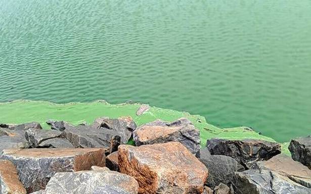 Muttukadu Estuary: How To Prevent Algal Blooms In Lakes and Reservoirs 1 Green algal bloom covering part of a water body near rocky shore, illustrating pollution at Muttukadu Estuary.