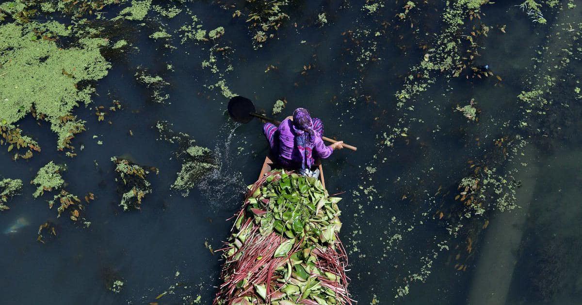Causes of Pollution in Dal Lake 1 A person rows a boat with plants in a polluted lake with green algae, showing Dal Lake's challenges.