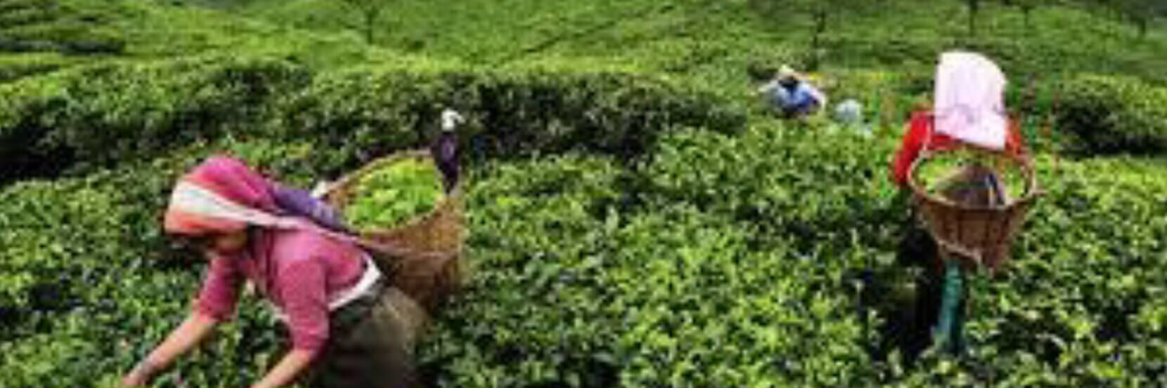 Introducing Advanced Microbial Technology At Tea Plantations 1 Advanced Microbial Technology At Tea Plantations