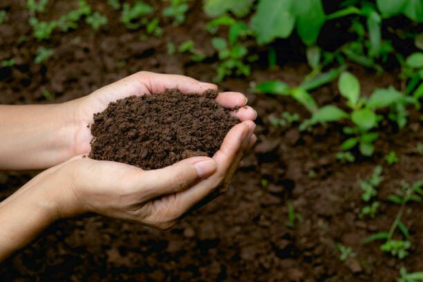 What Is the Difference Between Compost and Soil Conditioner? 1 Hands holding dark, fertile soil with plants in the background, showcasing the benefits of soil conditioner.