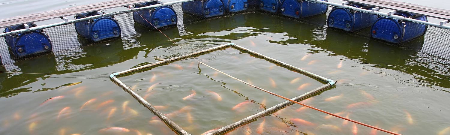 A New Wave in Sustainability: Aquamimicry Revolutionizes Shrimp Farming 1 Aquamimicry Revolutionizes Shrimp Farming
