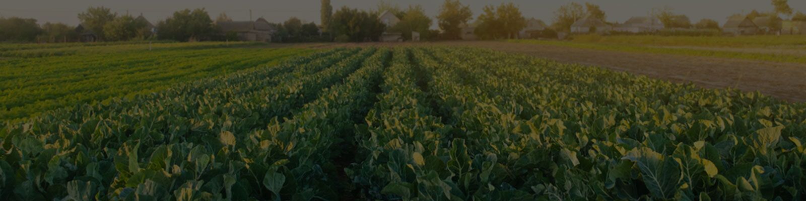 Website-Banner