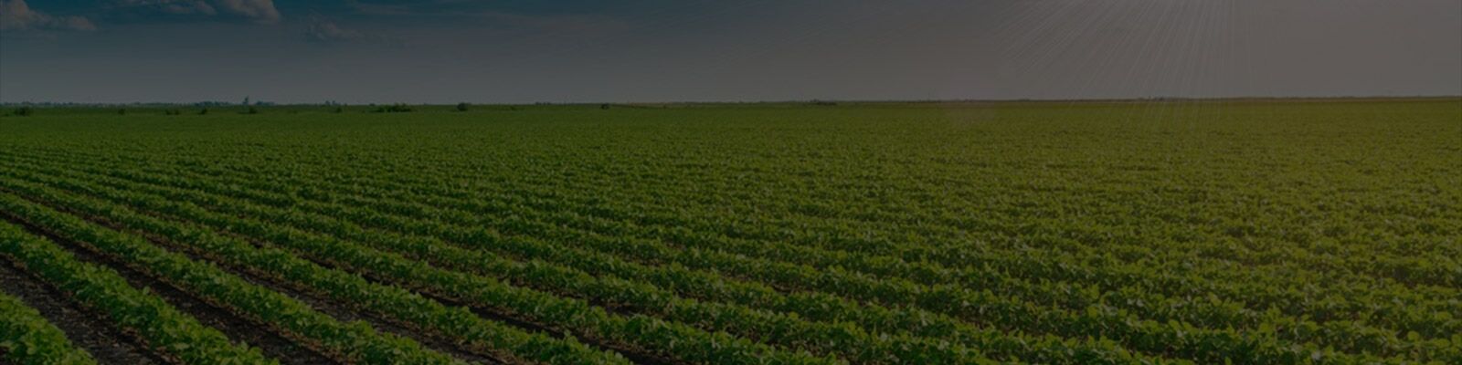 Website-Banner