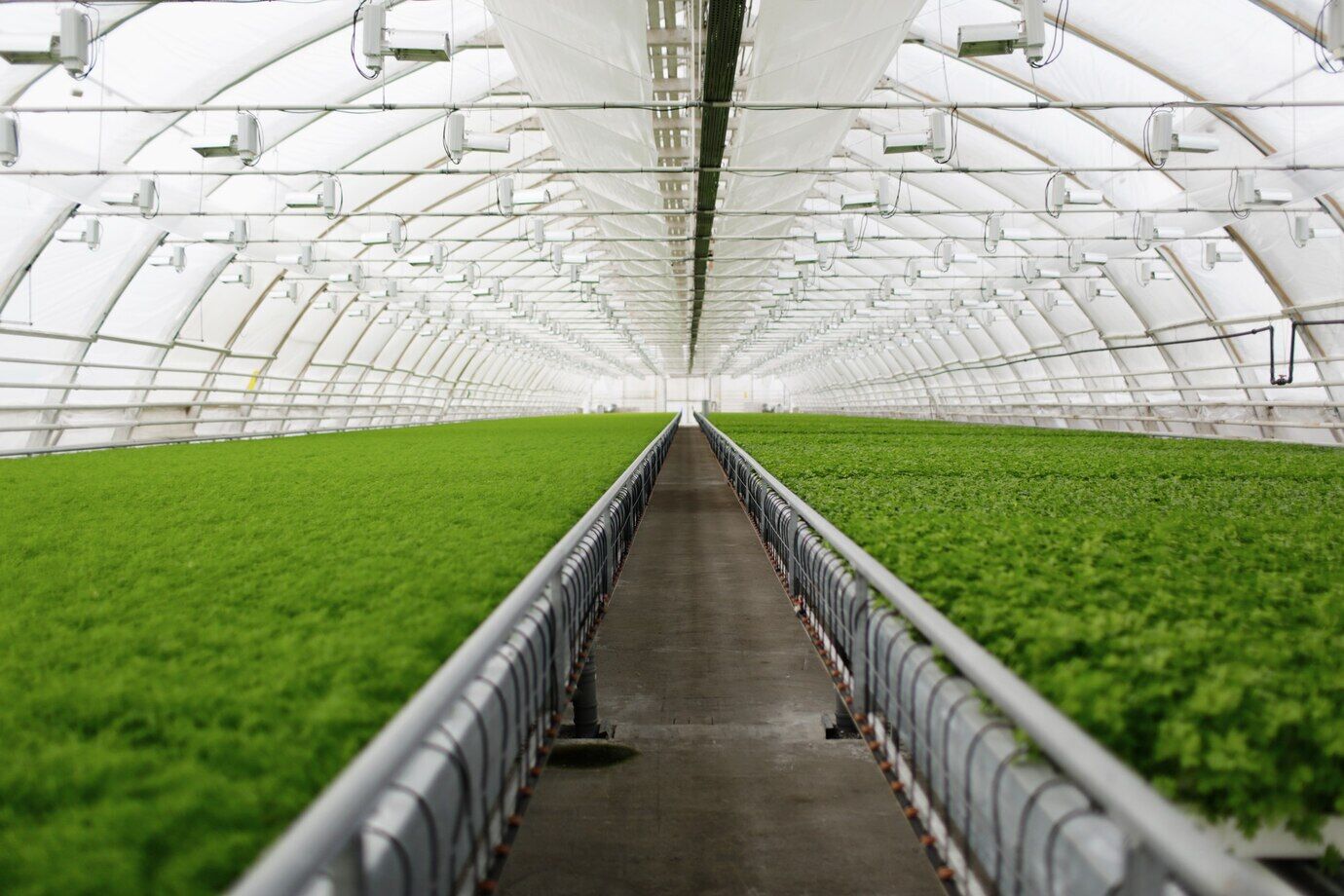 Hydroponics as a Sustainable Alternative to Traditional Agriculture: Challenges, Benefits, and Future Prospects 1 Hydroponic greenhouse with lush green plants, showcasing sustainable farming in a controlled environment.