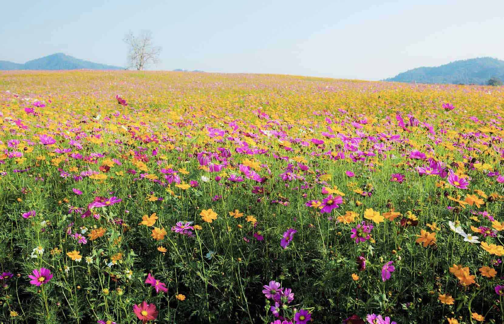 A vast field of colorful cosmos flowers (pink, yellow, orange) under a clear sky, representing a healthy environment.
