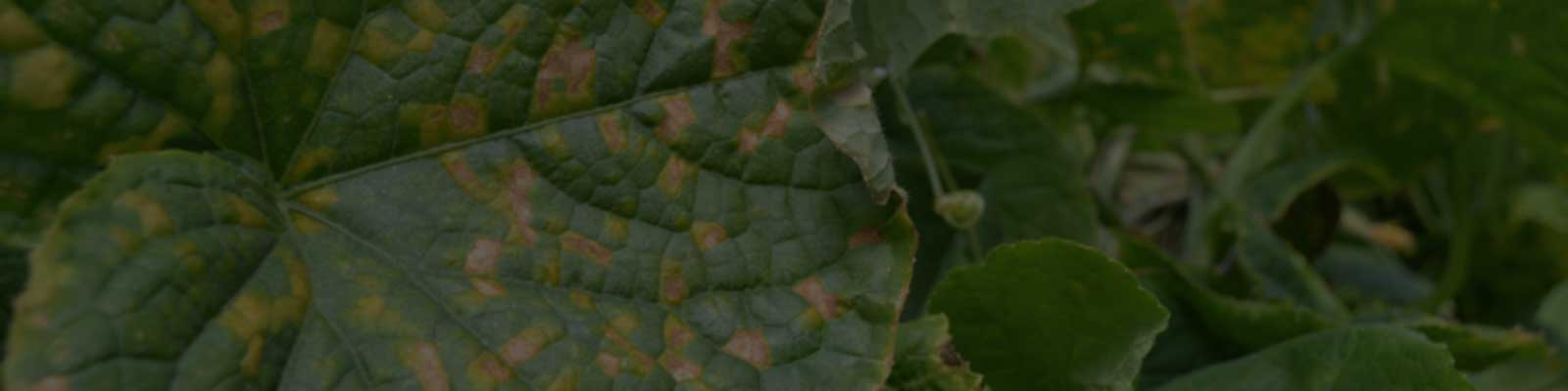 Website Banner