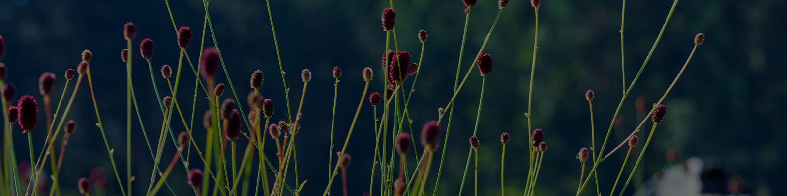 Environmental Bioremediation Glossary