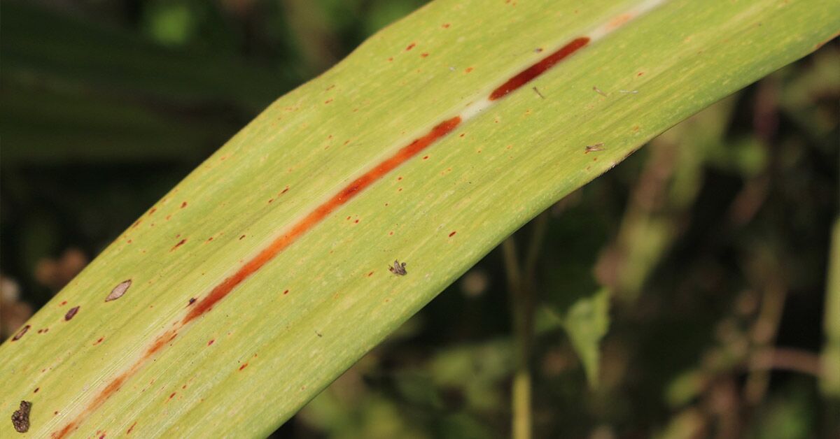 Mexanik vibratorlar porno Seks qaynota va kelin