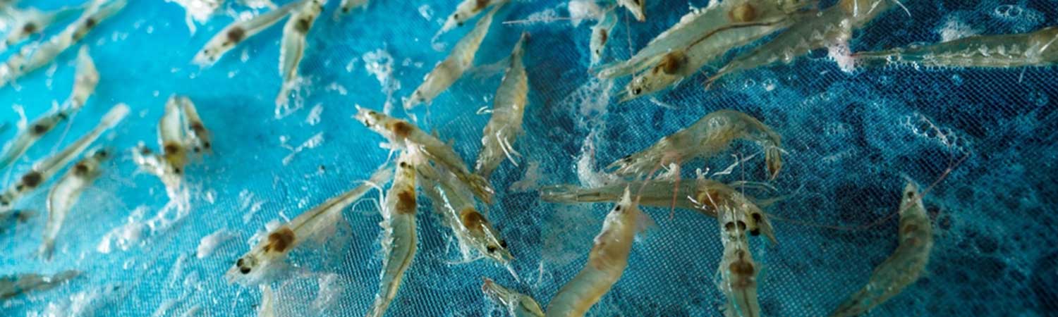 Deep-Diving Into LSS! What Is Loose Shell Syndrome in Shrimps and How Can Probiotics Help 1 Loose Shell Syndrome in Shrimps