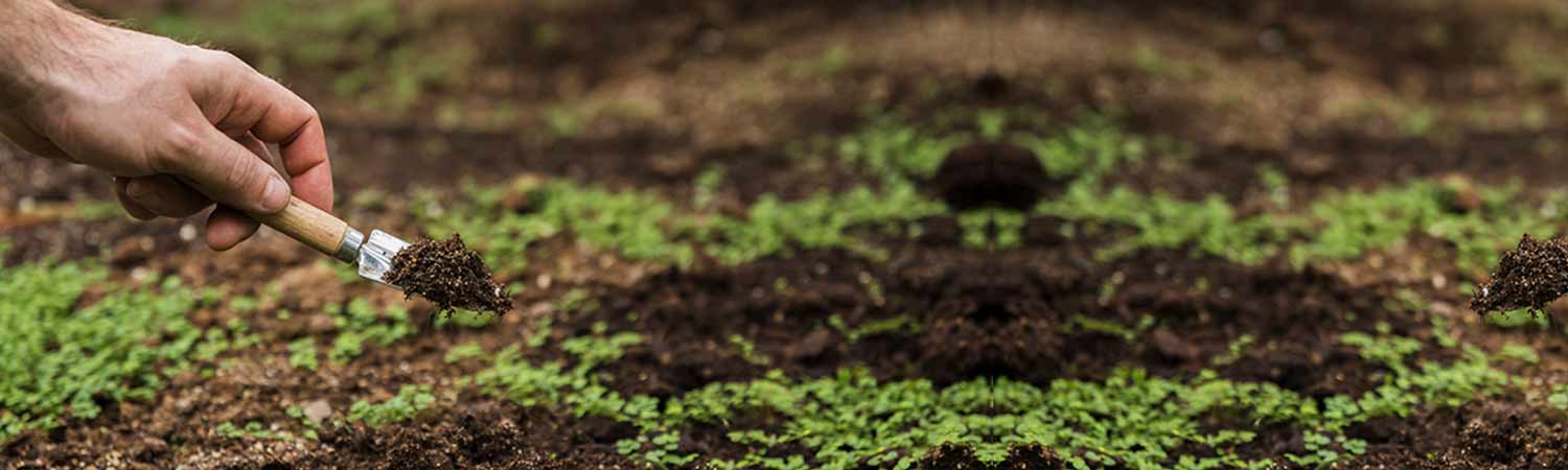 Phytotechnology – A Green Key to Fighting Soil Pollution