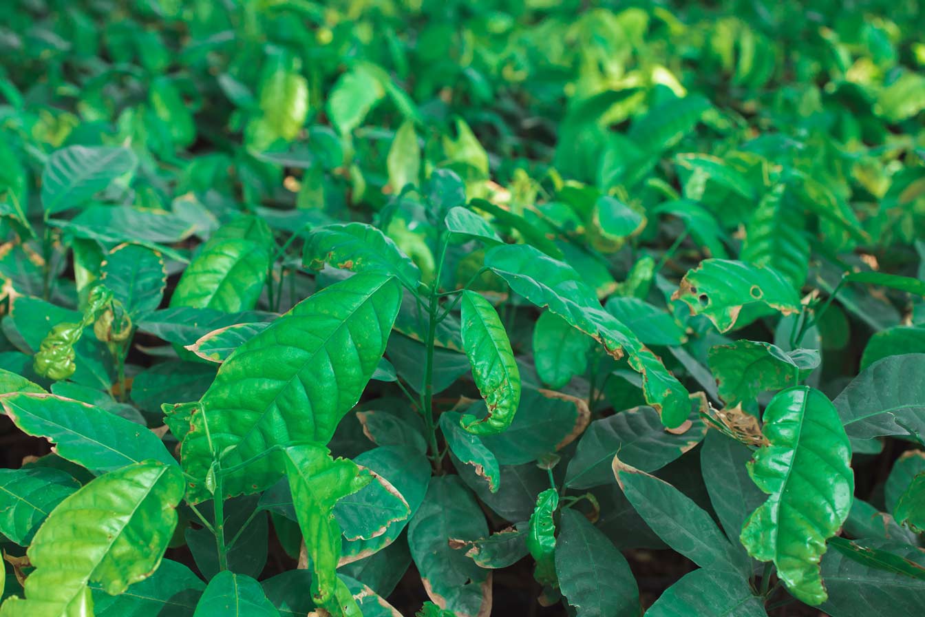 Environmentally Friendly Practices To Boost Cocoa Production In Ghana 1 Environmentally-Friendly-Practices-To-Boost-Cocoa-Production-In-Ghana