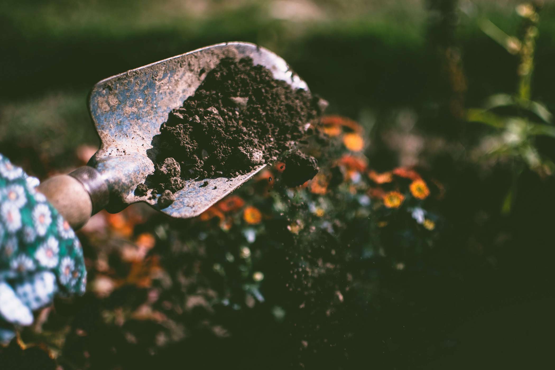 Bioremediation Of Soil Using Microorganisms And Cleaning the Environment 1 A close-up of a garden trowel holding rich, dark soil, symbolizing the medium for microbial bioremediation.
