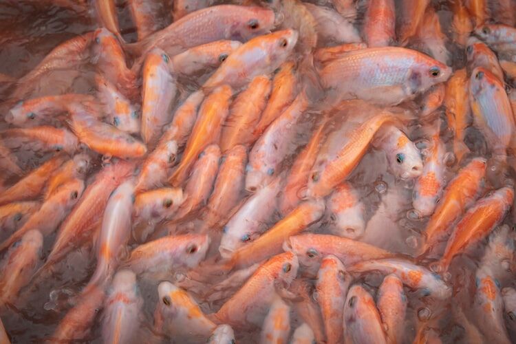 Biofloc Fish Farming For Sustainable Aquaculture 1 A top-down view of a large group of farmed fish swimming together, a common sight in high-density aquaculture that is made sustainable by biofloc technology.