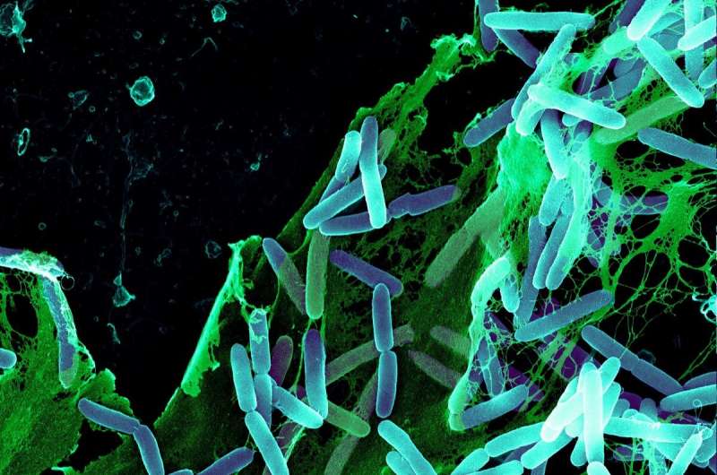 Quorum Sensing: The Talk Of The Town In Bacteria World 1 Digital illustration of bacteria with glowing signals, depicting quorum sensing in microbial communication.