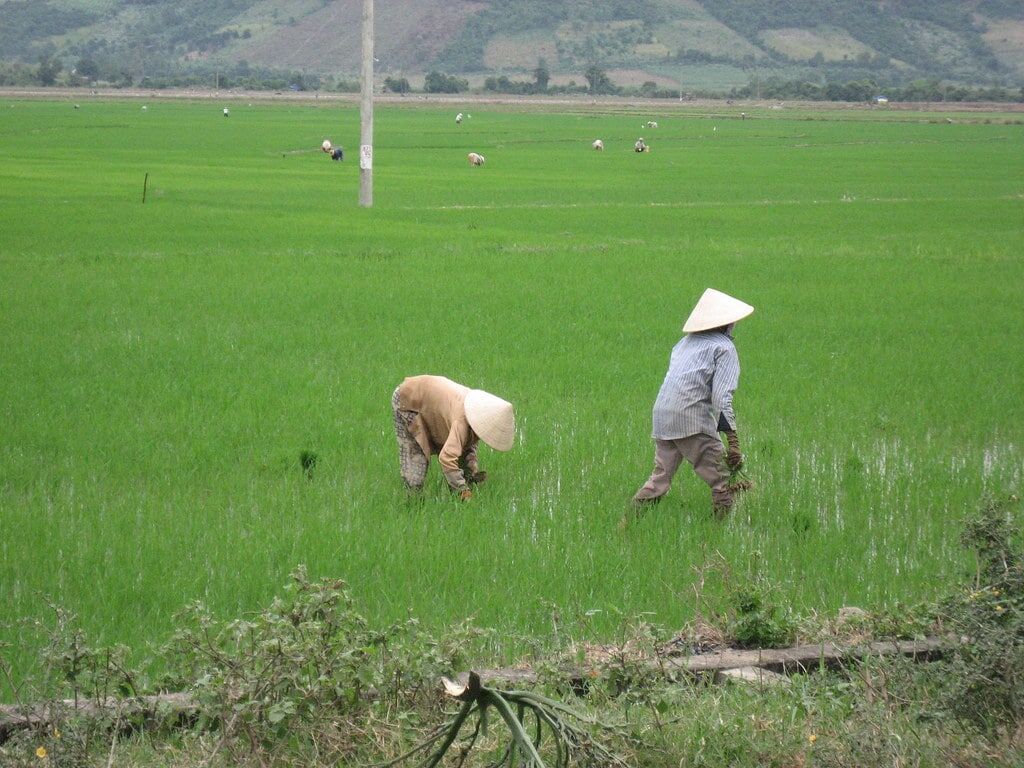 Rice Production in Malaysia & How Microbiome Technology Can Help in Boosting Output 1 Two farmers working in lush green rice fields, representing traditional paddy farming practices in Malaysia and the importance of improving yields with sustainable solutions.