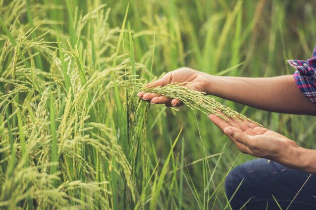 Sustainable Farming: How Futuristic Farms Will Supply The World's Food Demand 1 Farmer inspecting healthy rice crop grown with sustainable farming practices to meet rising global food demand.
