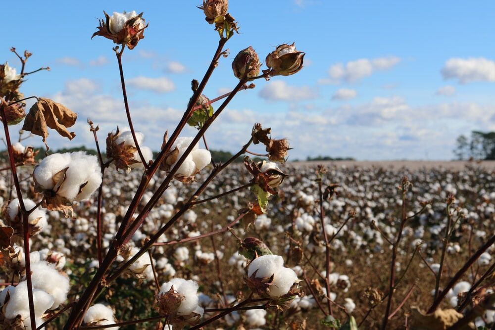 Improving The Cotton Yield in Maharashtra: How Organica Biotech’s Magic Gro Products Help 1 Cotton Production Case Study