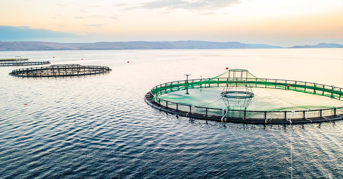 Organic Aquaculture: A Sustainable Shift in the Blue Economy 1 Circular fish farms in the ocean at sunset, showcasing organic aquaculture practices.