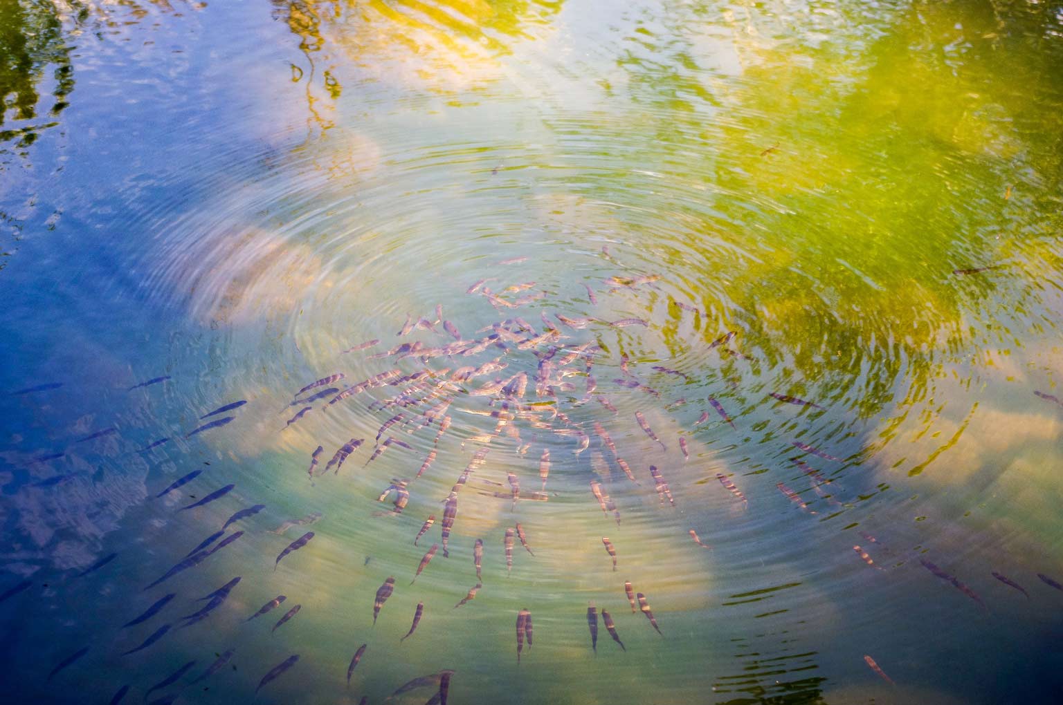 Benefits Of Biofloc System To Meet Future Challenges 1 A group of fish creating ripples in a pond, symbolizing a healthy aquatic environment. This is a key benefit of the biofloc system for sustainable aquaculture.