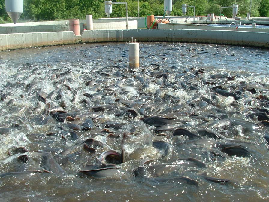 Biofloc Fish Farming In India 1 Biofloc Fish Farming In India