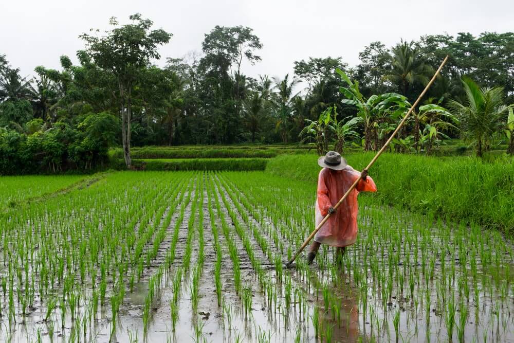 How Organica Biotech Helped Rice Farmers Escape Rice Blast and Improve Their Yield by 75% 1 Rice Farmer in the Rice Farm