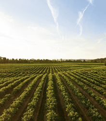 Agriculture Solutions